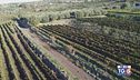 Gusto DiVino: vini dell'Etna
