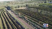 Gusto DiVino: vini dell'Etna