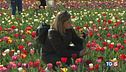 Tulipani che meraviglia!