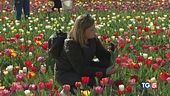 Tulipani che meraviglia!