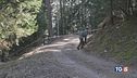 Correva nei boschi, ucciso da un orso?
