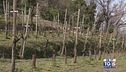 Gusto di Vino: la vendemmia si avvicina