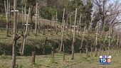 Gusto di Vino: la vendemmia si avvicina