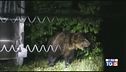 Catturata l'orsa E' scontro sulla sorte