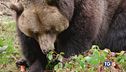 Morte orso M62: c'è la mano dell'uomo?
