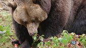 Morte orso M62: c'è la mano dell'uomo?