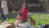 Il rifugio degli animali cerca aiuto
