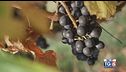 Gusto di Vino: le eccellenze enogastronomiche