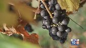 Gusto di Vino: le eccellenze enogastronomiche