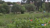 Proteggiamo i nostri alberi