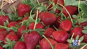 Gusto Verde - Le fragole della Basilicata