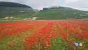 Spettacolo fioritura. Boom della bicicletta