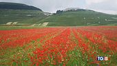 Spettacolo fioritura. Boom della bicicletta