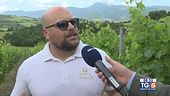 Gusto di Vino: il Verdicchio di Montagna