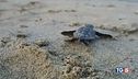 Boom di tartarughe con il mare più caldo