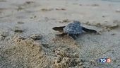 Boom di tartarughe con il mare più caldo