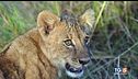 Riconoscere i leoni per salvare la specie