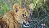 Riconoscere i leoni per salvare la specie