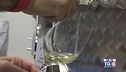 Gusto di Vino: il Verdicchio di montagna