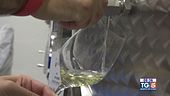 Gusto di Vino: il Verdicchio di montagna