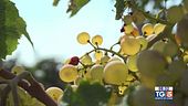 Gusto di Vino -  Il pecorino