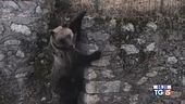 Amarena morta, si cercano i cuccioli