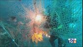 Le reti fantasma in mare