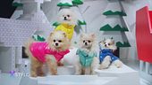 Animali: dalla moda all'arte