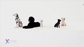 Animali: dalla moda all'arte
