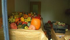 Zucche di tutti i tipi