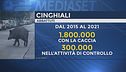 Troppi cinghiali, milioni di danni