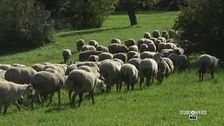 La produzione del pecorino bagnolese
