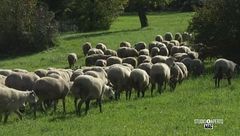 La produzione del pecorino bagnolese