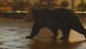 Travolto e ucciso l'orso curioso