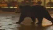 Travolto e ucciso l'orso curioso