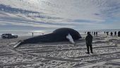 Il mistero delle balene spiaggiate
