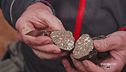 Il tartufo nero uncinato