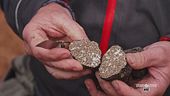 Il tartufo nero uncinato
