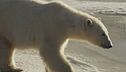 Salviamo l'orso polare