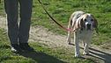 Piacenza, più cani che bambini