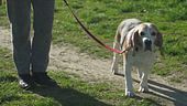 Piacenza, più cani che bambini