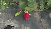 A rischio il paese delle fragole