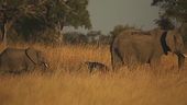 L'elefante africano in estinzione