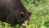 Inchiesta sulla morte dell'orso