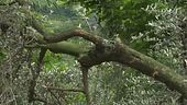I nostri ulivi travolti dalle frane