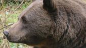 Tre orsi morti, forse avvelenati?