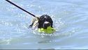 Un tuffo con i cani bagnino