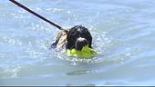 Un tuffo con i cani bagnino