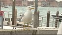 Venezia, cresce il rischio gabbiani