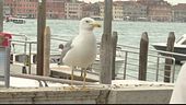 Venezia, cresce il rischio gabbiani
